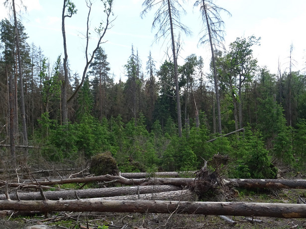 Puszcza Białowieska