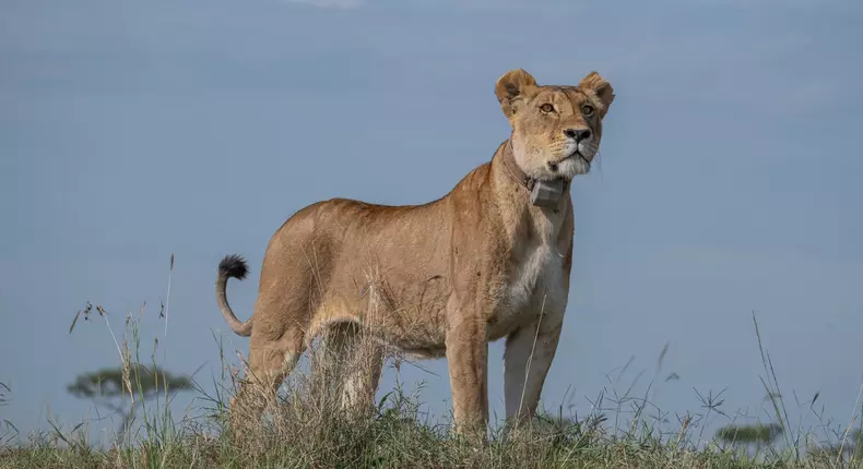 Mama Kali, one of the most iconic and celebrated lionesses in Maasai Mara Game is dead. Courtesy of Angama.com 