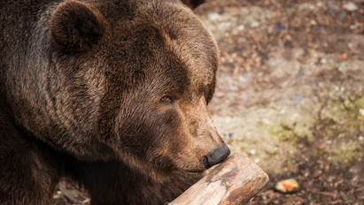 Vérfagyasztó: túrázás közben bukkantak rá a kirándulók egy holttestre, amiből épp egy medve táplálkozott