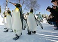 JAPAN-PENGUIN-WALK