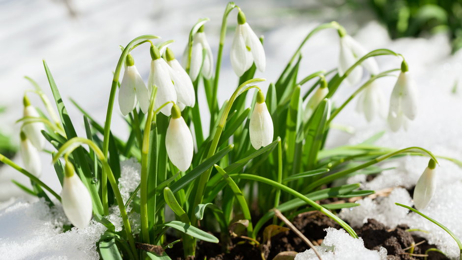 Przebiśniegi to jedne z najbardziej rozpoznawalnych roślin zwiastujących wiosnę - Nitr/stock.adobe.com