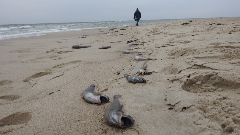 Turyści poinformowali Stację Morską w Helu o setkach ryb leżących na brzegu Bałtyku. Po przyjeździe na miejsce specjaliści naliczyli ok. 130 rzadko spotykanych ryb o nazwie motela na zaledwie 200-metrowym odcinku plaży.