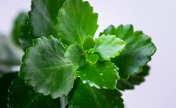 Polscy naukowcy: Popularna roślina kryje w sobie lek przeciwzakrzepowy