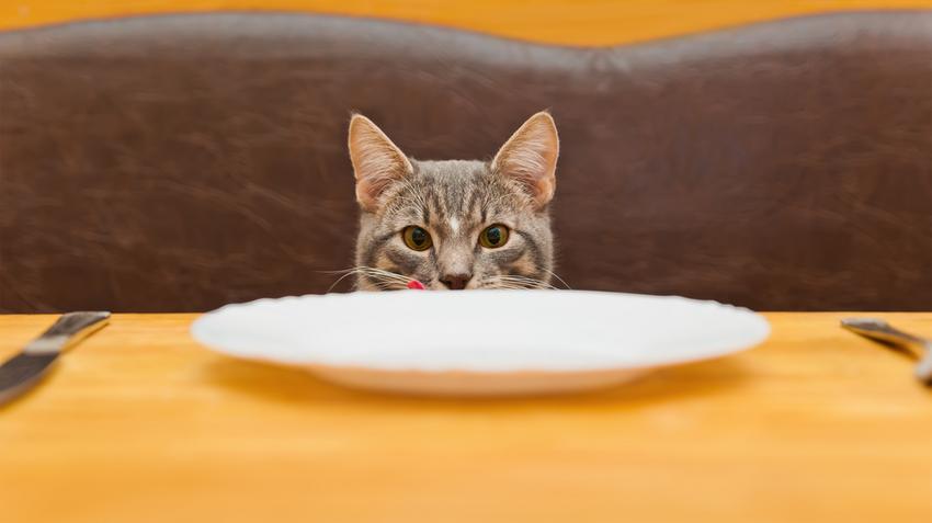 Veszélyes macskaeledelek: összetevők, amik mérgezők a macskák számára |  EgészségKalauz
