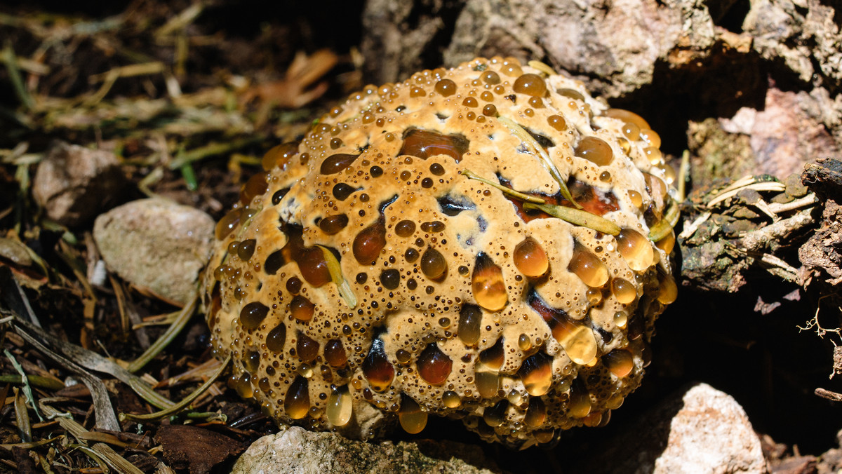 Kolczakówka kasztanowata (Hydnellum ferrugineum)