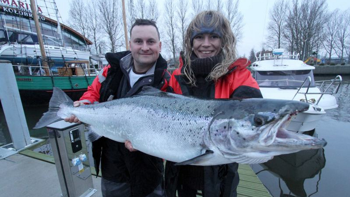 Gigantycznego łososia złapało w Bałtyku małżeństwo Anna (35 l.) i Kamil (41 l.) Kosteccy. Olbrzymia ryba ważyła 19,5 kilograma. Potwora przez godzinę wciągano na łódź.