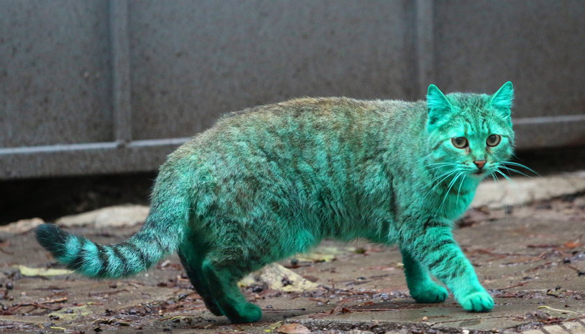 Zielony kot w Bułgarii