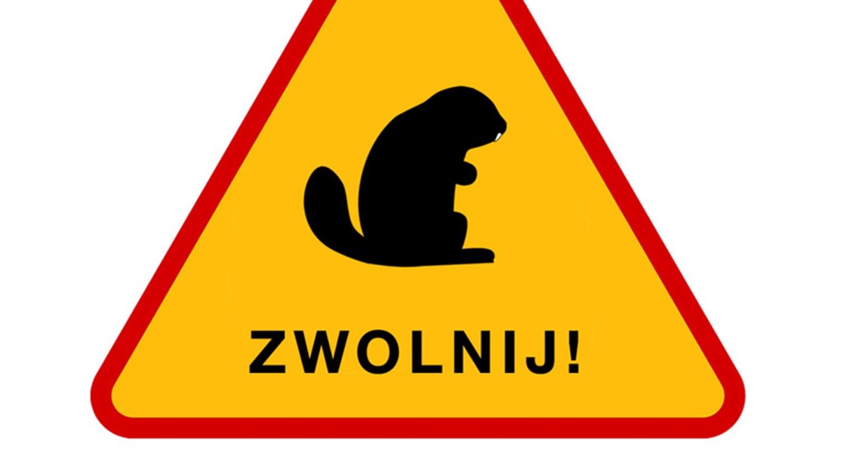 Znak "Uwaga! Bobry" stanie przy rondzie Gierosa w Szczecinie? Taki pomysł ma jeden ze szczecińskich radnych. Faktycznie, bobry przy jeziorku Słonecznym są. Dla zarządu melioracji to kłopot, dla radnego atrakcja.