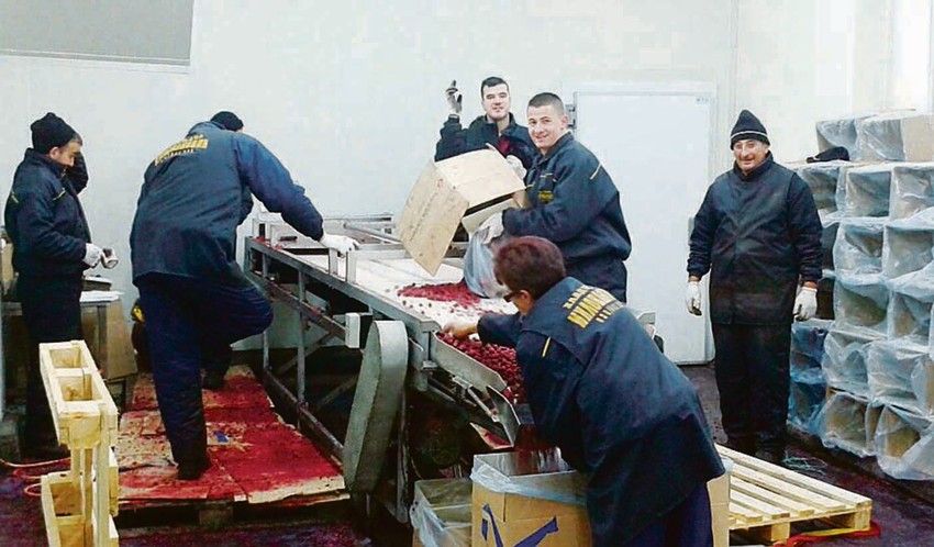 Ne znaju šta je to sunčanica i dehidracija: Grupa zaposlenih u hladnjači