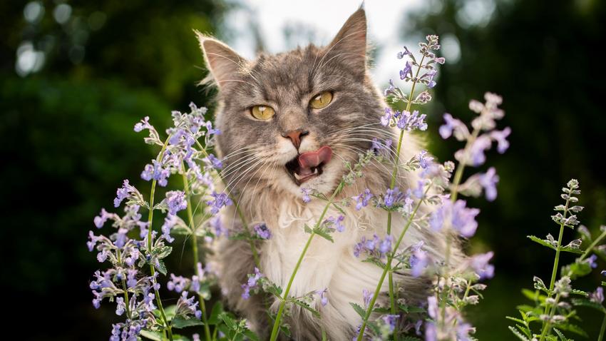 cica macskamenta stressz szaglás