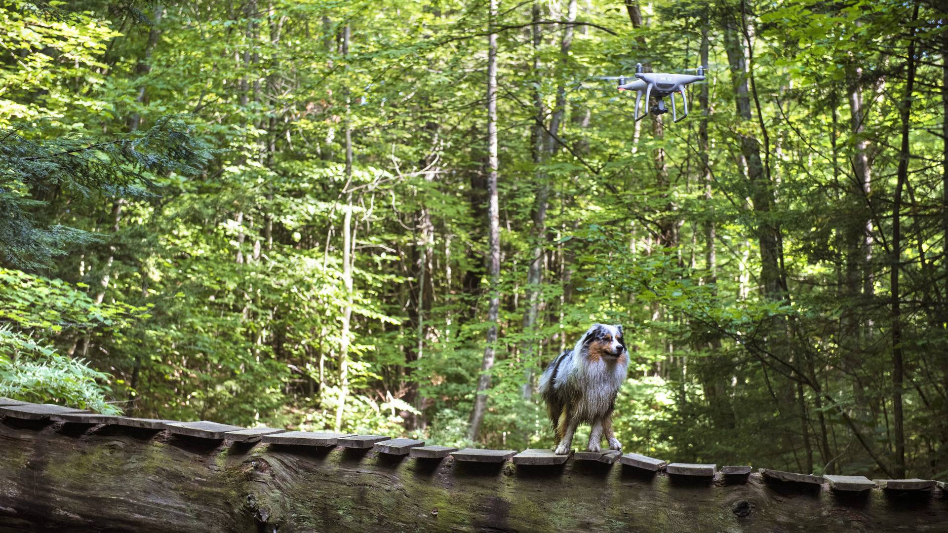 Typ führt seinen Hund mit Drohne Gassi wegen CoronaQuarantäne