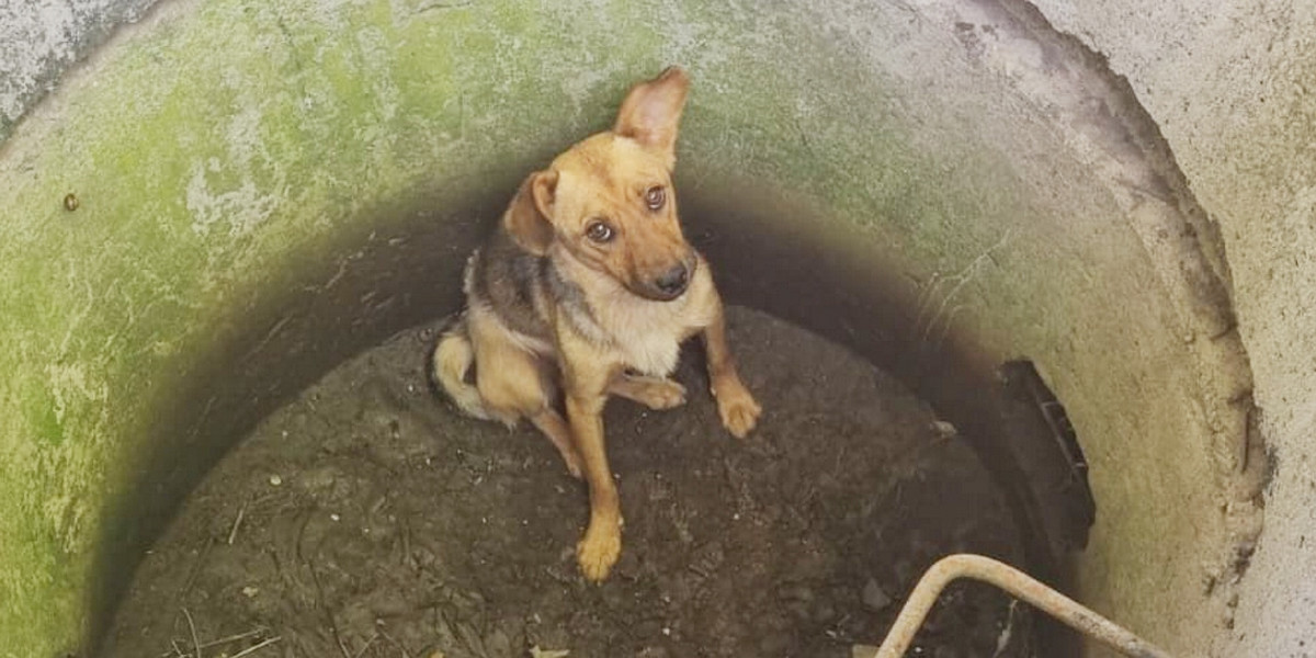 Dywity. Dwóch mężczyzn wrzuciło psa do betonowej studni. 