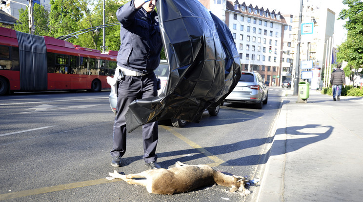 Az őz tetemét fekete nejlonnal takarta le a helyszínelő rendőr. Ilyet a Kálvária térnél sosem láttak/Fotó: MTI- Mihádák Zoltán 