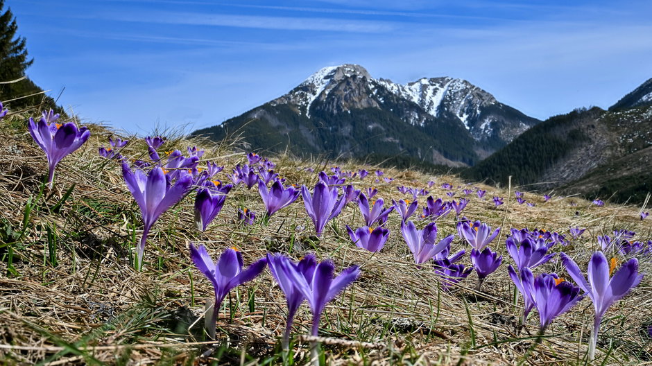 Sezon na krokusy w Tatrach rozpoczęty