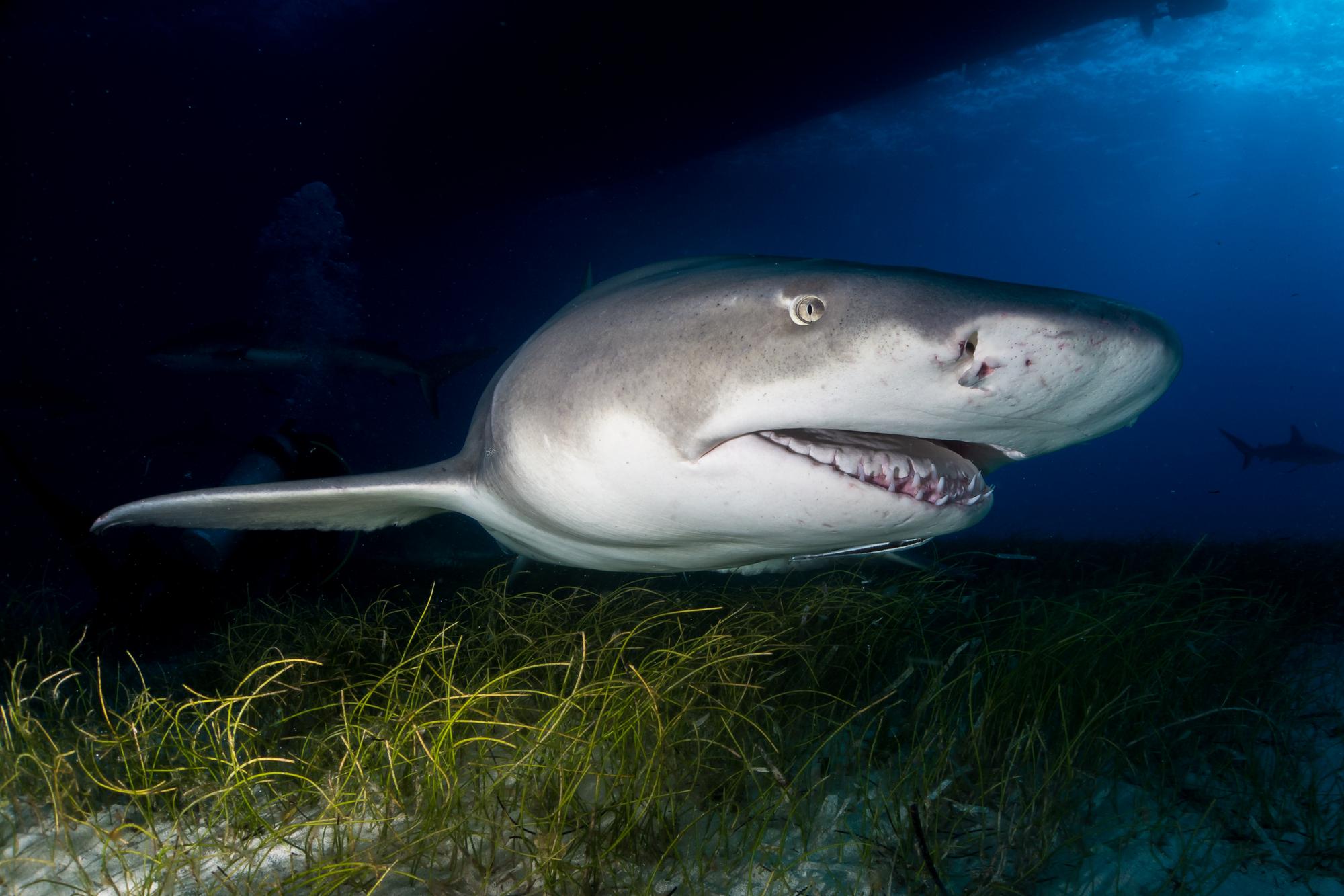 Tieto žraloky môžu dorastať do obrovských dĺžok.