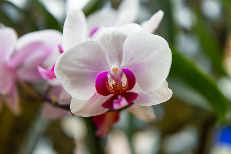 Az orchidea meghálálja a lelkiismeretes gondoskodást / Fotó: Northfoto