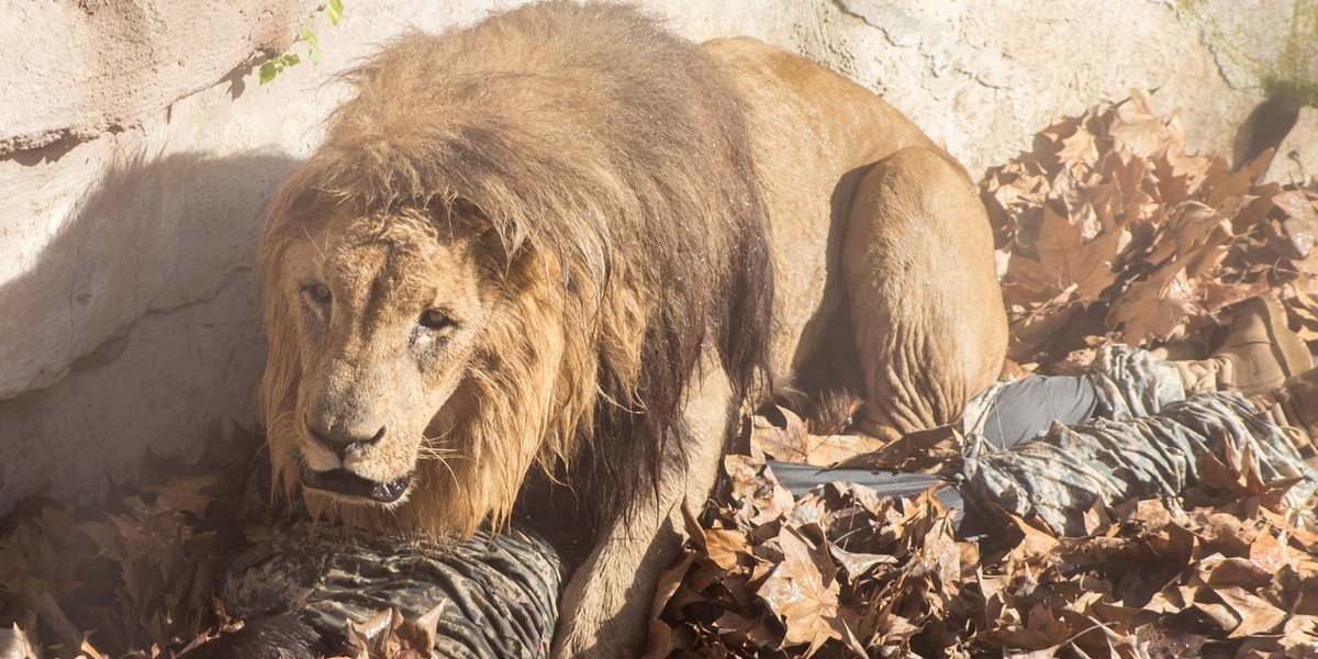 barcelona zoo lwy skoczył człowiek wybieg