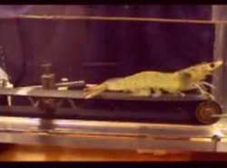 Biegająca krewetka lepsza niż maratończyk