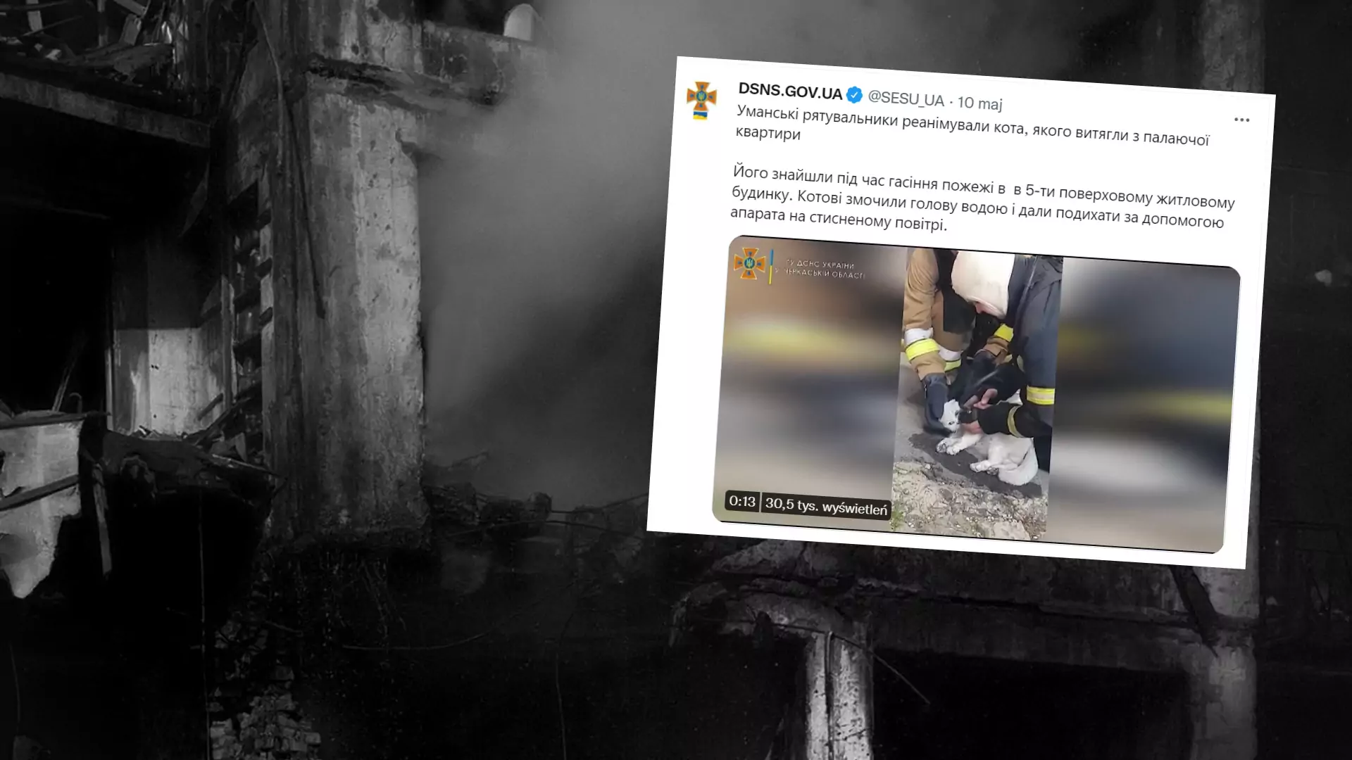 Ukraińscy strażacy reanimowali kota. Wzruszające nagranie [WIDEO]