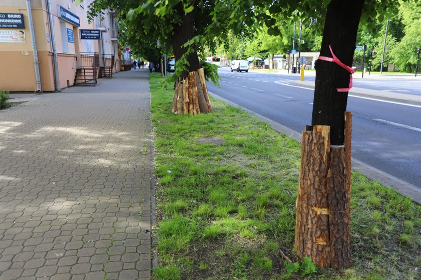 Drzewa znikną z Lipowej?