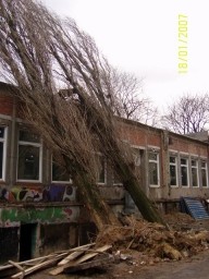 Dwie topole przewróciły się na ¶wiezo remontowany budynek w Łodzi.