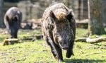 Groza w Rudzie Śląskiej! Dzik wtargnął do kościoła podczas mszy