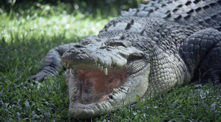 Queenslandben elszaporodtak a krokodilok / Fotó: AFP