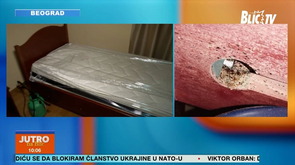 Stenice, čišćenje insekata