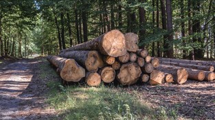 Drewno jako surowiec strategiczny