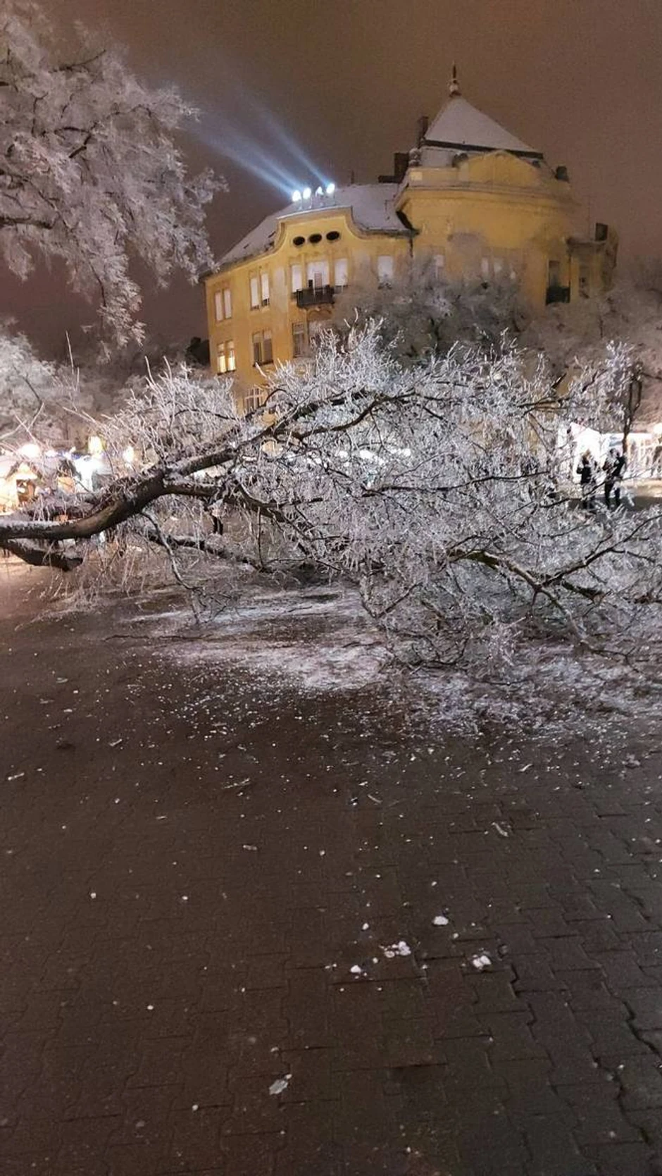 Zbog ledene kiše i zime obrušavaju se stabla i bandere u Subotici