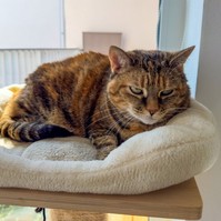 Ugyanúgy lehetnek demensek a macskák, mint az emberek – állítja egy friss tanulmány