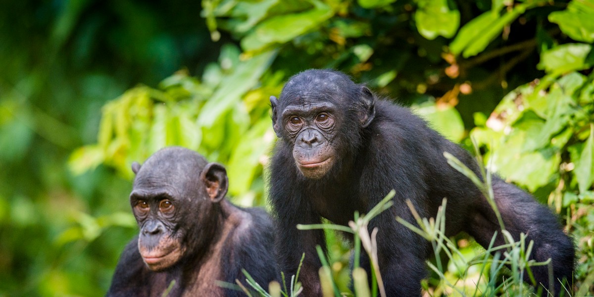 Szympansy bonobo są najbliższymi krewnymi człowieka spośród wszystkich żyjących na Ziemi stworzeń.