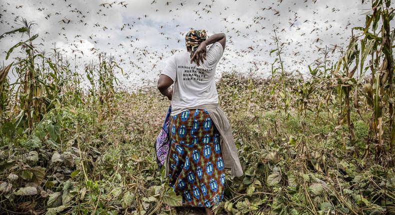 Locust outbreak in East Africa