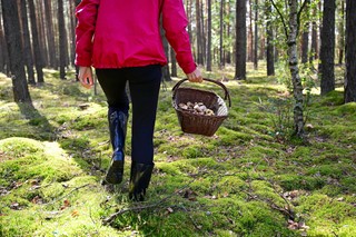 Za zbieranie gałęzi z lesie możesz narazić się na spore problemy. Ministerstwo Sprawiedliwości przygotowało nowe przepisy