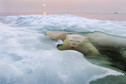 Grand Prix i zwycięzca w kategorii Przyroda: Paul Souders - Ice Bear
