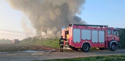 Pożar wysypiska śmieci. Milony karaluchów atakują ludzi