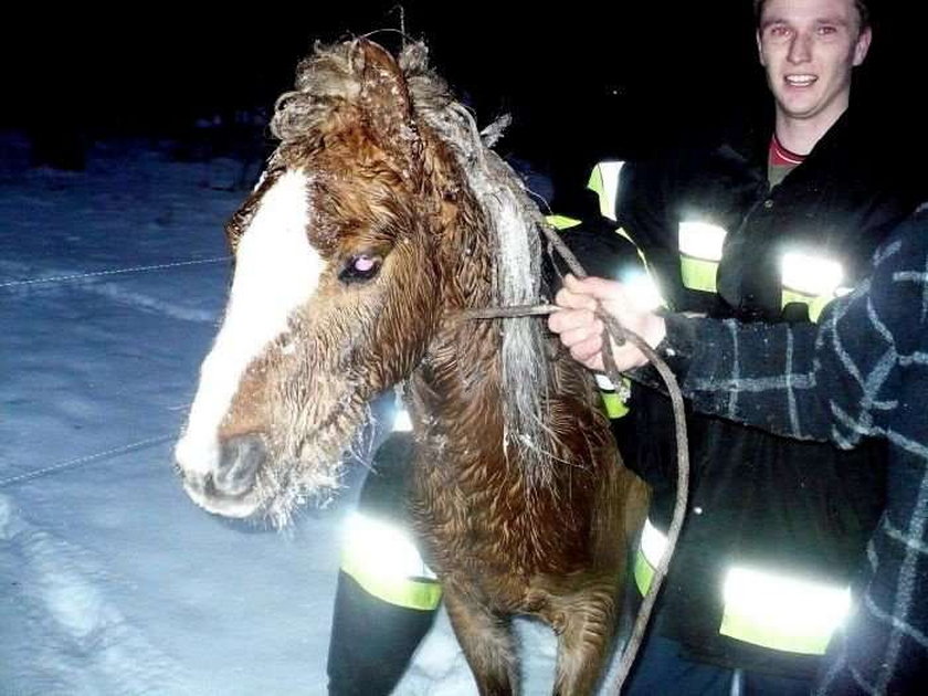 koń, woda, lód, strażacy, akcja ratunkowa, lubuskie