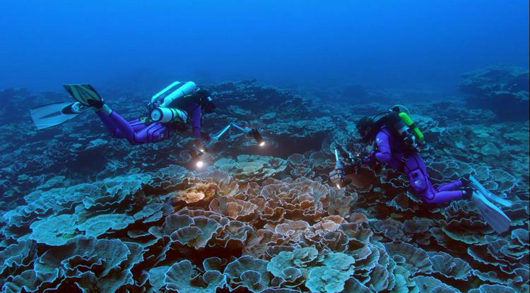 Kutatók vizsgálják a korallzátonyt Tahiti mellett