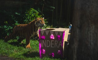 Pokazowe karmienia w zoo. Zobacz jak zwierzęta się bawią i uczą