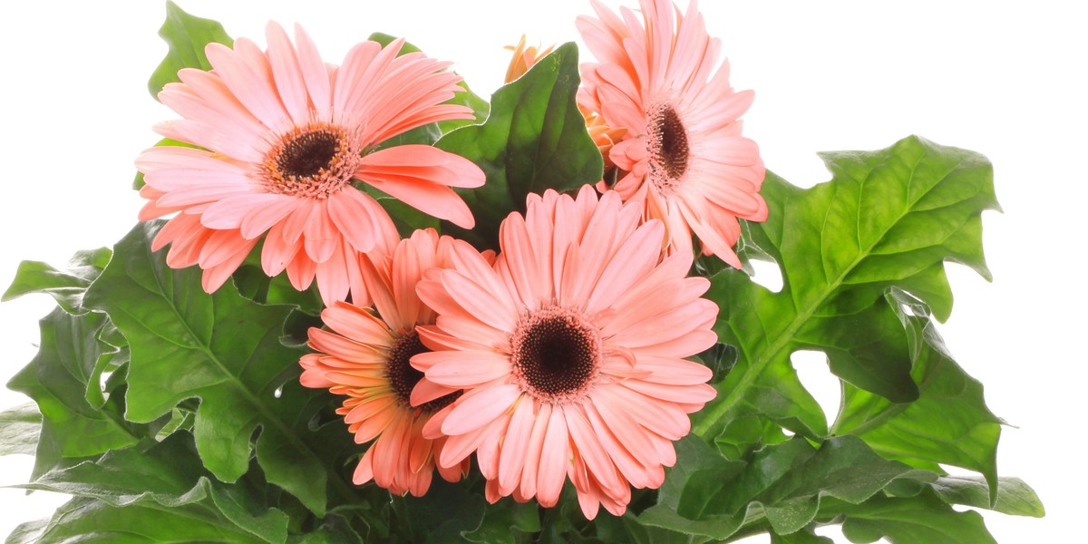 Gerbera