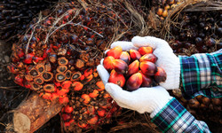 Olej palmowy - właściwości, zastosowanie. Czy tłuszcz palmowy jest szkodliwy?