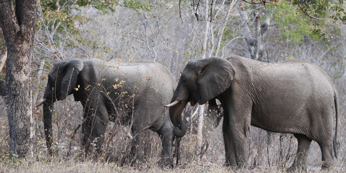 Słonie w parku w Zimbabwe 