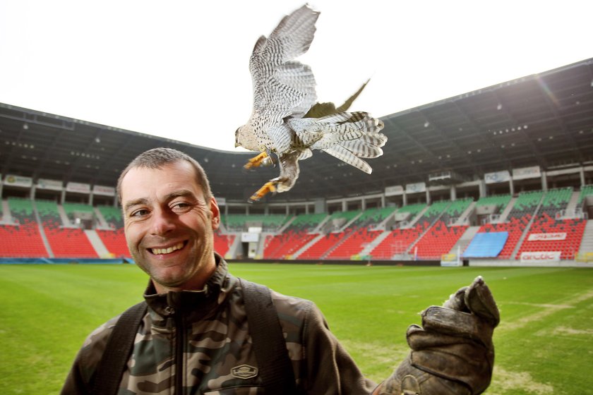 Sokolnik z ptakiem pracuje na stadionie