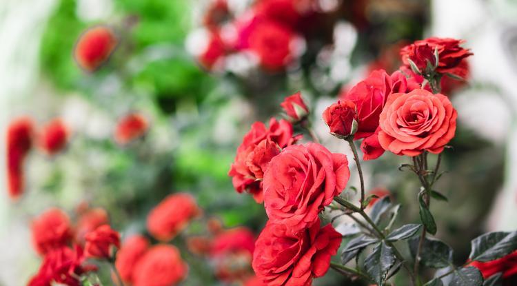 Így lesz őszig szép a rózsád. Fotó: Getty Images