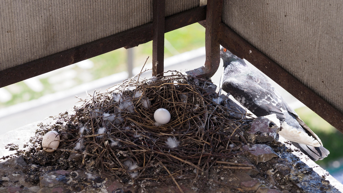 Co zrobić, jeżeli gołębie założą gniazdo na twoim balkonie? Dwie możliwości