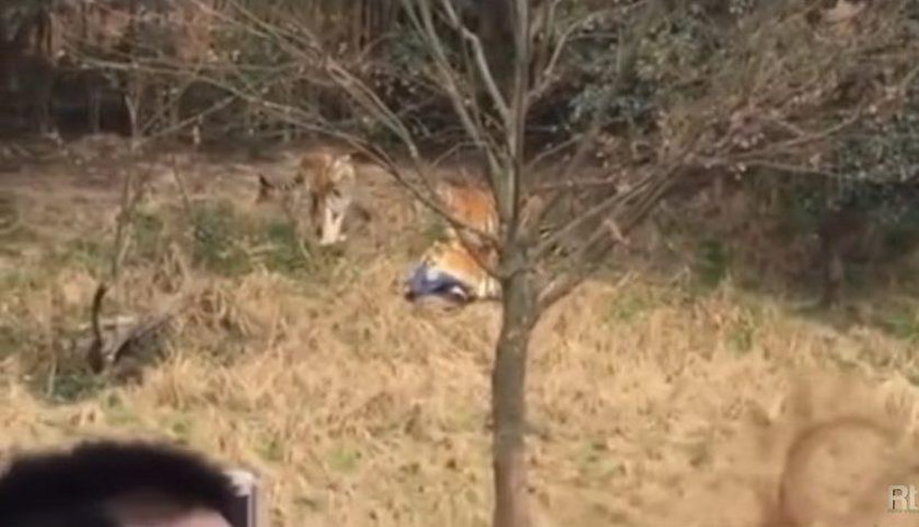 Horror w zoo! Mężczyzna zginął na oczach przerażonej rodziny