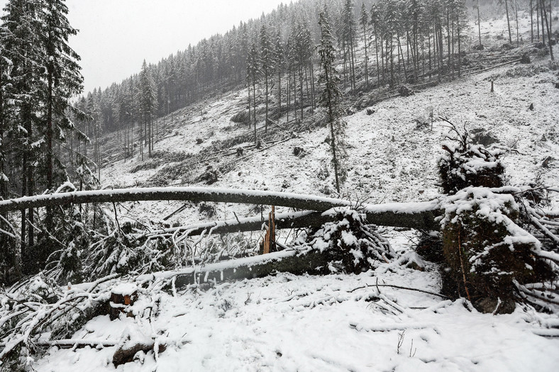 Powalone drzewa w Tatrach przez wielkanocny halny i świeżo spadły śnieg, 2 kwietnia 2024 r.