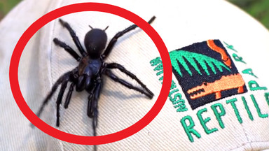 Odkryto największego jadowitego pająka