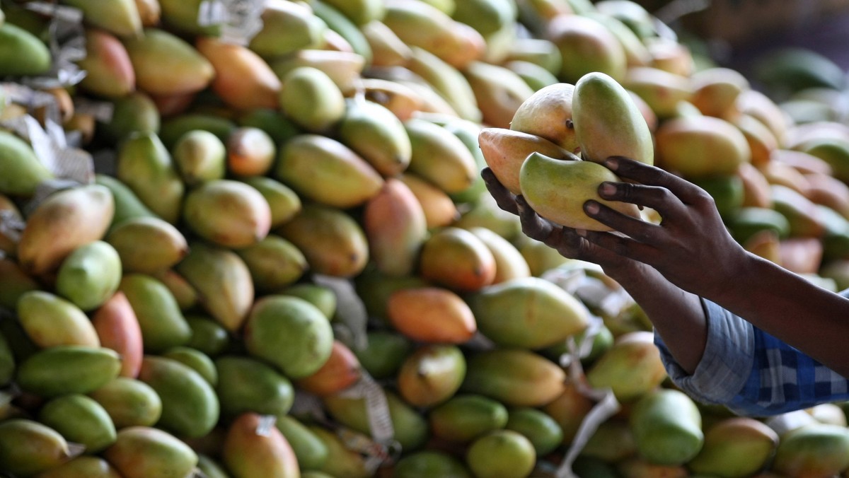 Wraz ze zmianami klimatycznymi we Włoszech pojawiły się pierwsze uprawy mango, awokado i bananów - odnotowuje związek rolników. Są już też włoskie orzeszki ziemne i marakuja.