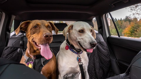 Pies w samochodzie - jak przyzwyczaić czworonoga do jazdy?